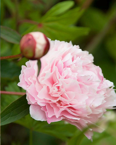 PAEONIA SARAH BERNHARDT 10 kusov